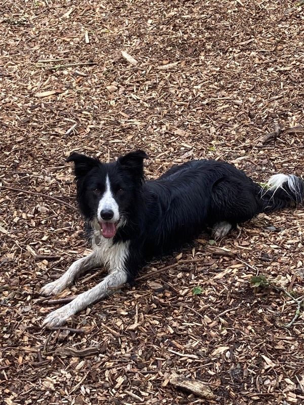 Black and white border collie resting on wood chips in the sunshine