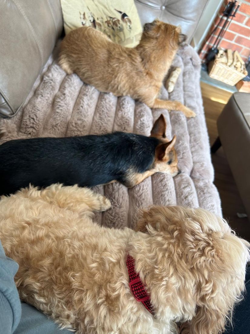 Three small dogs relaxing together on a cosy dog bed in Emma's home