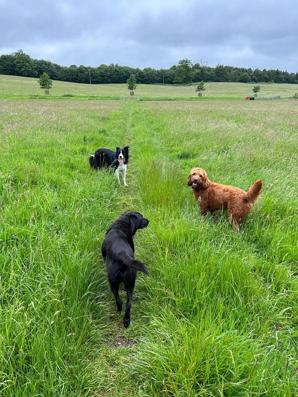 Three dogs walking through tall summer grass on a countryside dog walk near Englefield