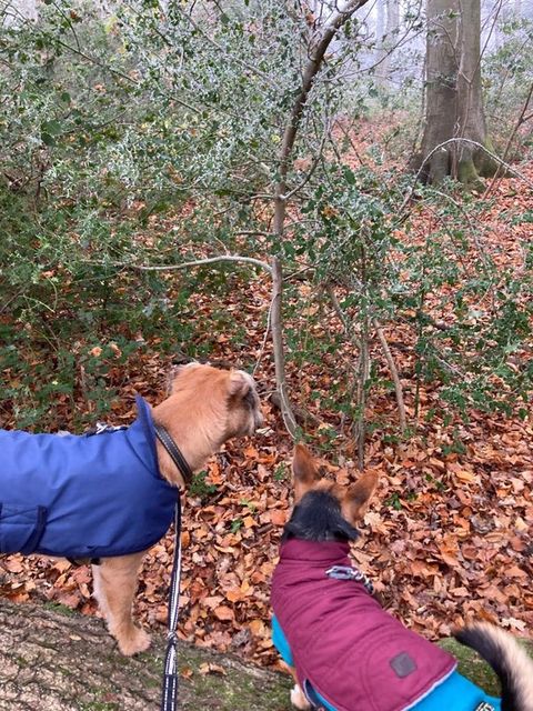 Brown dog wearing a blue coat on a woodland walk