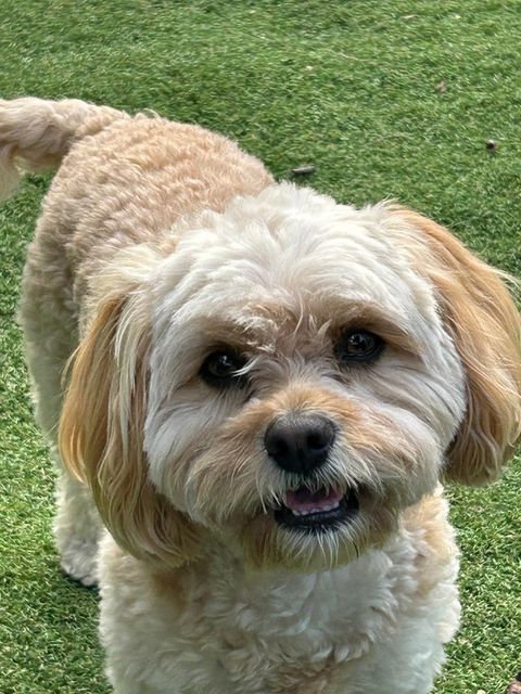 Close-up of a friendly cavapoo lying on the grass