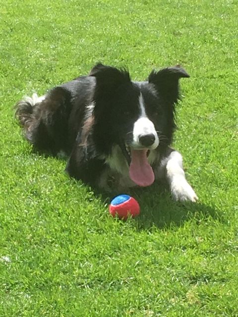 Border collie holding a ball on the grass after a game of fetch