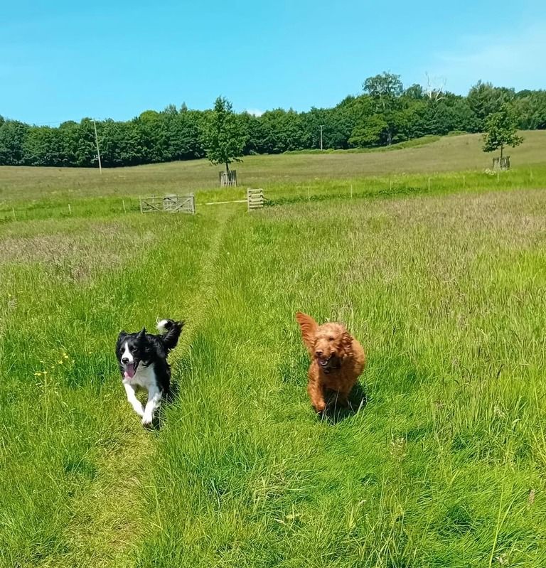 Two happy dogs running together across an open grassy field
