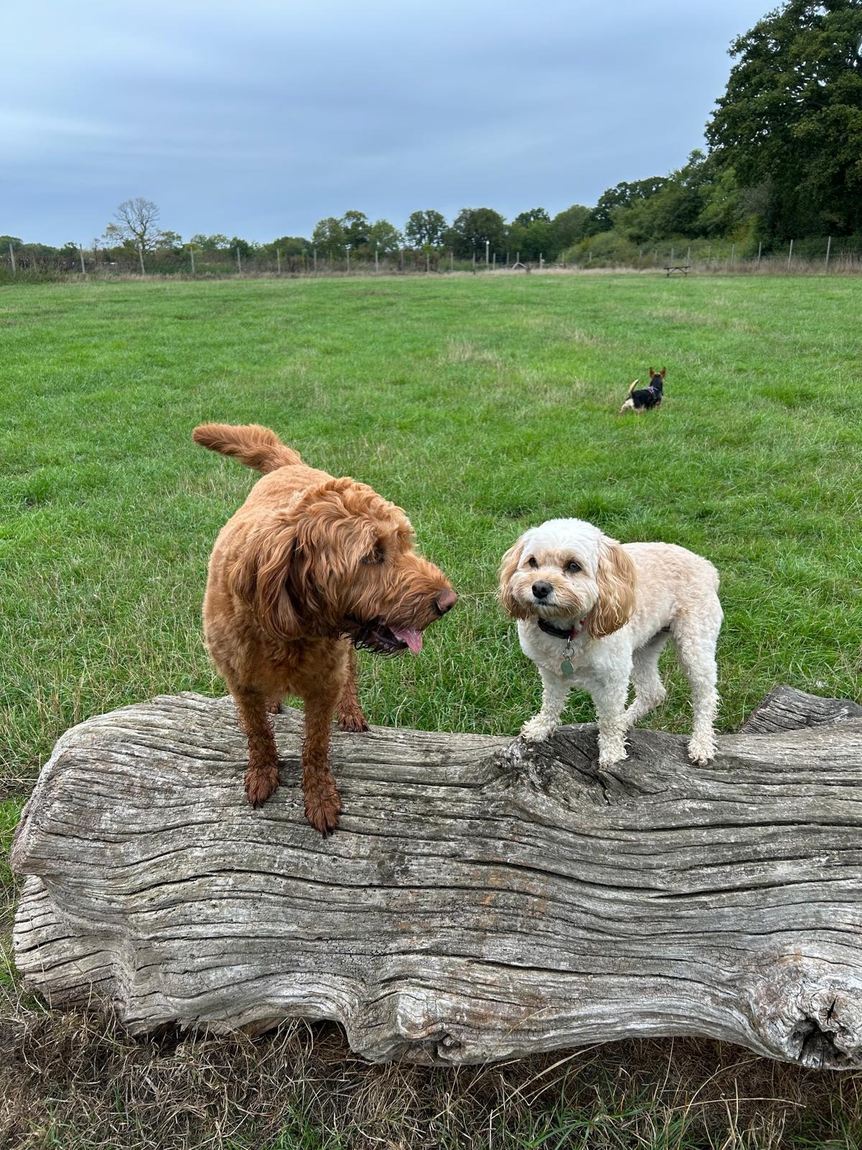 A cockapoo and a labradoodle side by side on a log during a countryside walk